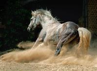 4689320sm-1.jpg