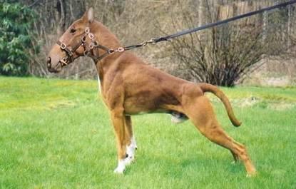 doghorse5kg-1.jpg