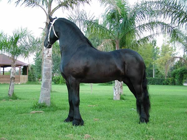 frison3ji2-1.jpg