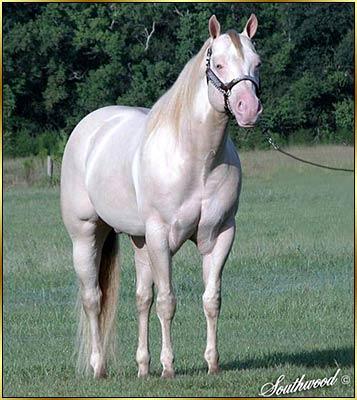 InvestInRodeo_08a-1.jpg