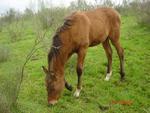 caballosimg011qs7-1.jpg
