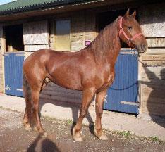 chestnut1-1.jpg