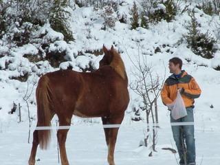 dscf3595rp4-1.jpg