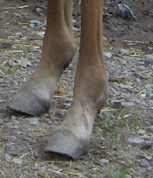 wadixz6-1.jpg