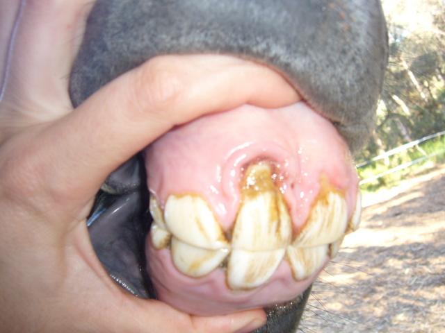 p1020295or8-1.jpg