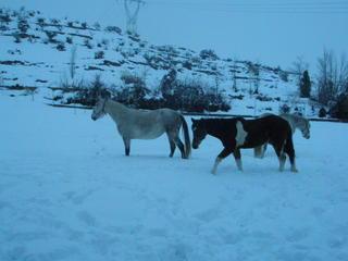 nieve529pg4-1.jpg