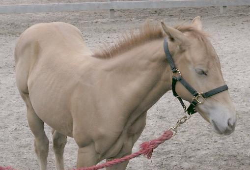 MsDDBfoal-1.jpg