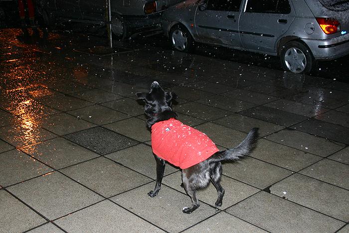 nievebsas04copiafd2-1.jpg
