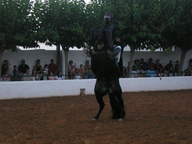 pica083gg0-1.jpg
