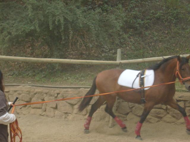 p1040533mw7-1.jpg