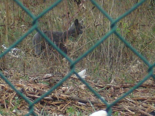 p1040645lv6-1.jpg