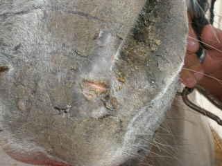 p9200014qo4-1.jpg
