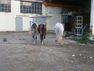 p9220069oy4-1.jpg