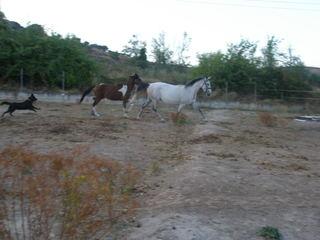 p9220086jz0-1.jpg