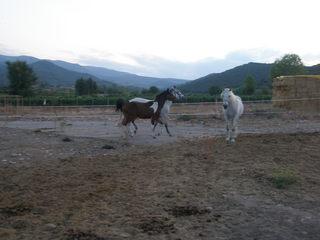 p9220093vz4-1.jpg