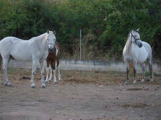 p9220119hl7-1.jpg