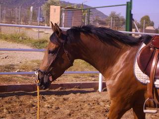 potrilla3as7-1.jpg