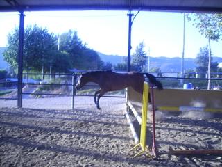 potrillasalto2no3-1.jpg