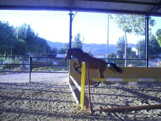 potrillasalto3rf5-1.jpg