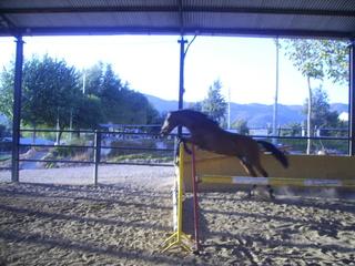potrillasalto4wl0-1.jpg