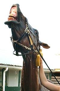 caballo-1.jpg