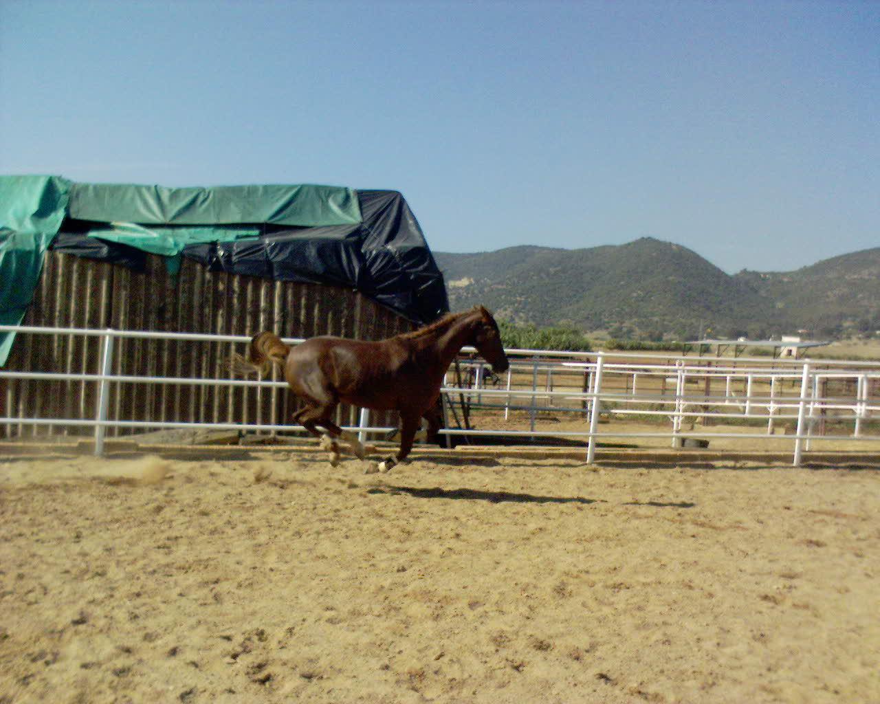 bcd0005uv8-1.jpg