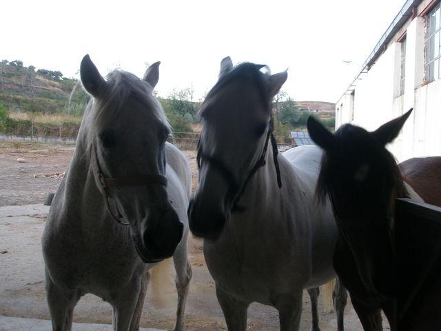 p9220078ip2-1.jpg
