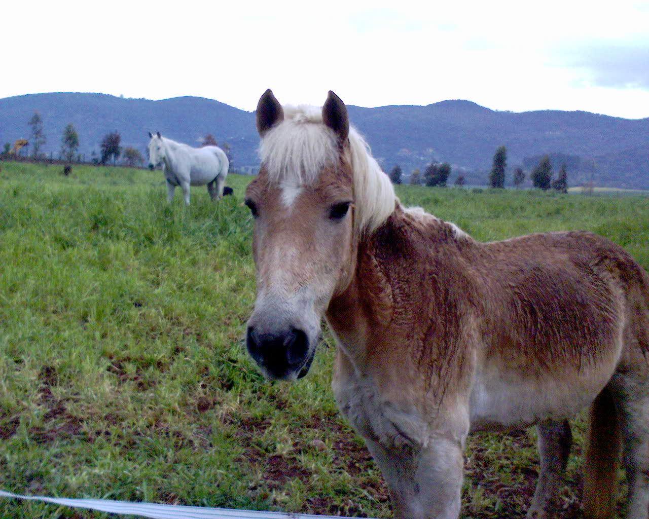 dsc00230gv5-1.jpg