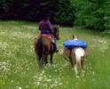 2horses-1.jpg