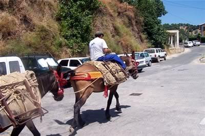 2mules2-1.jpg