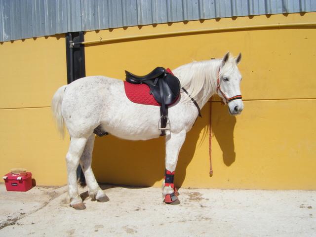 caballosvicenteycarmen0ju2-1.jpg