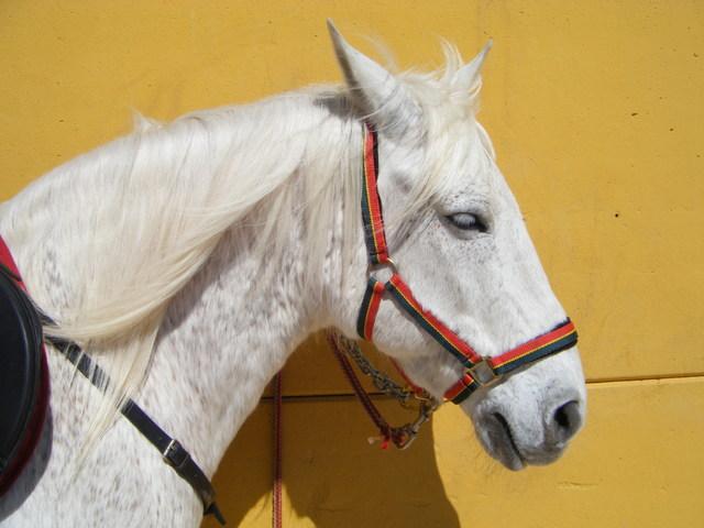 caballosvicenteycarmen0qq2-1.jpg