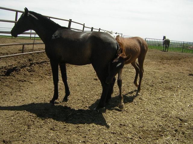 dscn6301si5-1.jpg