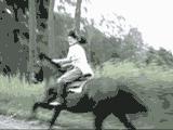 galloping2rd4gif-1.jpg