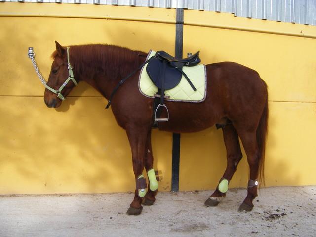 pistachoembajadorqd2-1.jpg