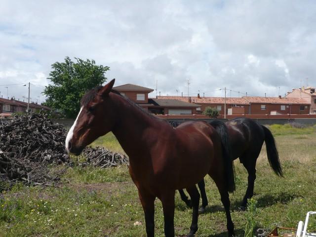 princesa2gk3-1.jpg