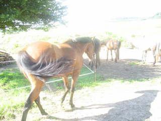 img0794fs9-1.jpg