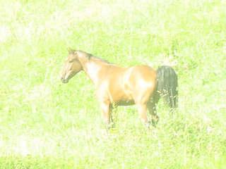 img0826dr0-1.jpg