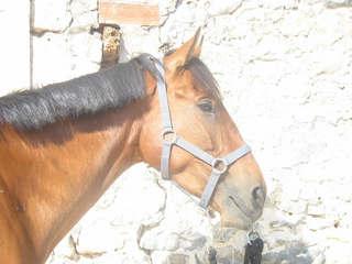 img0990mx3-1.jpg
