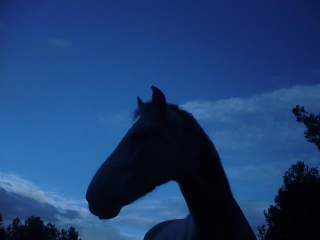 p1030685zd4-1.jpg
