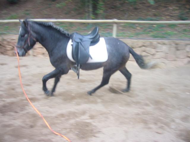 p1060443tq0-1.jpg