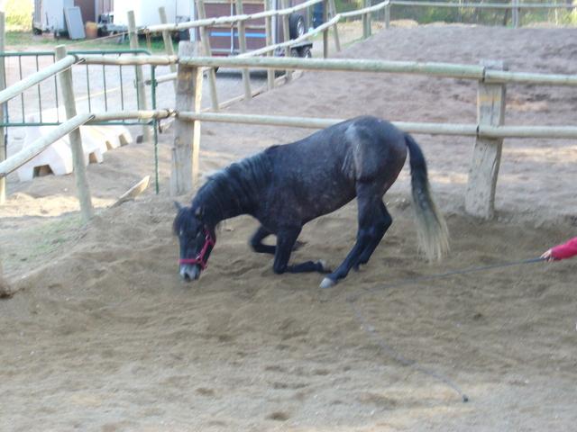 p1070851kz9-1.jpg