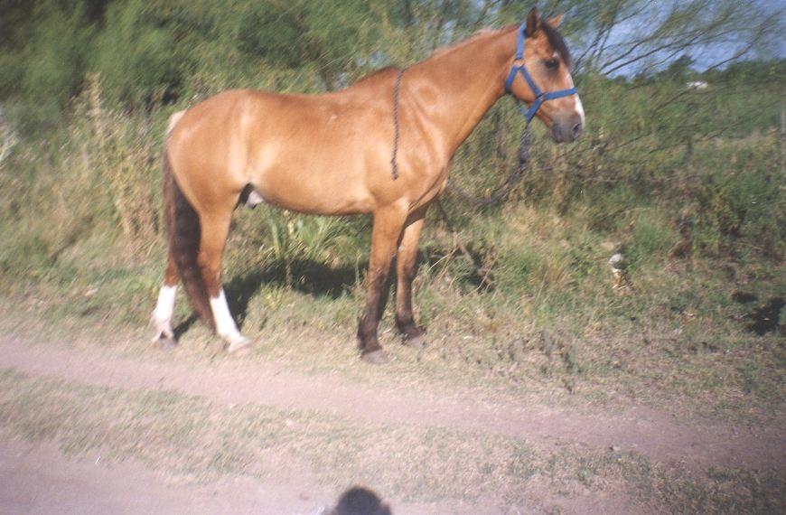 penacho9999os4-1.jpg