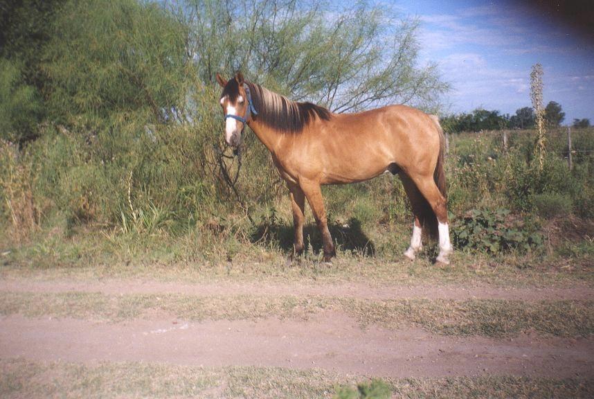 penacho99uy0-1.jpg