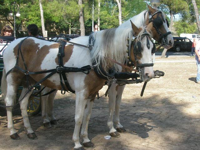 p9210159uo7-1.jpg
