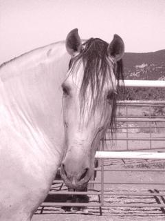 copiadepict4265vx2-1.jpg