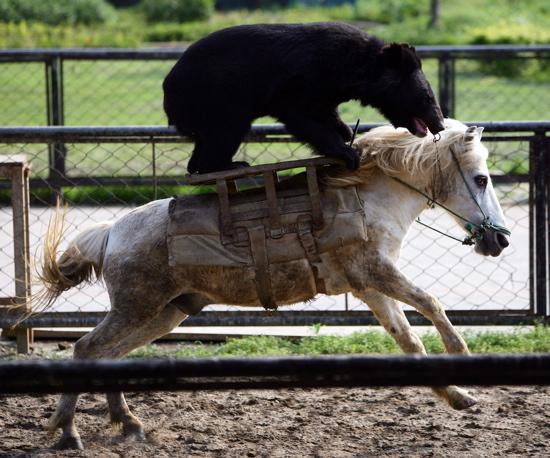 Bear20Horse-1.jpg