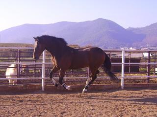 pict1432qa4-1.jpg