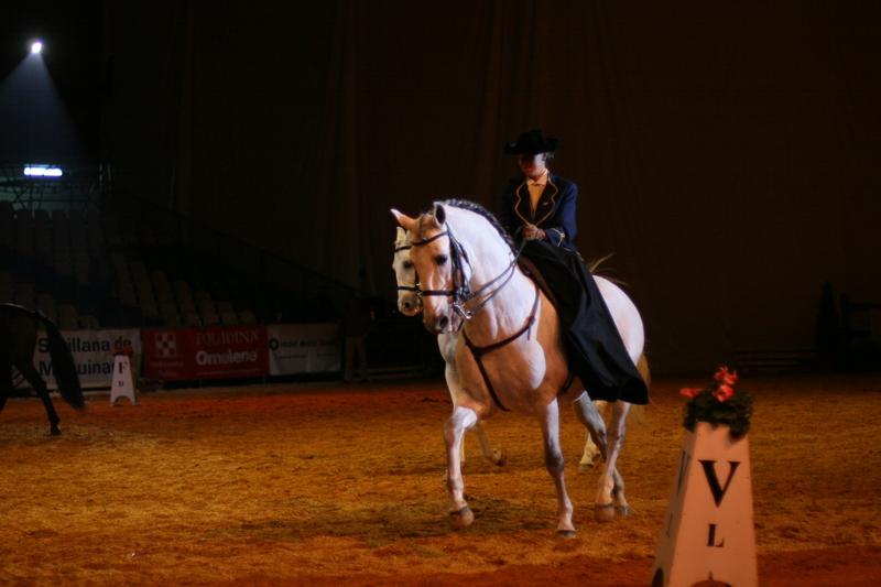 sicab08163yk5-1.jpg