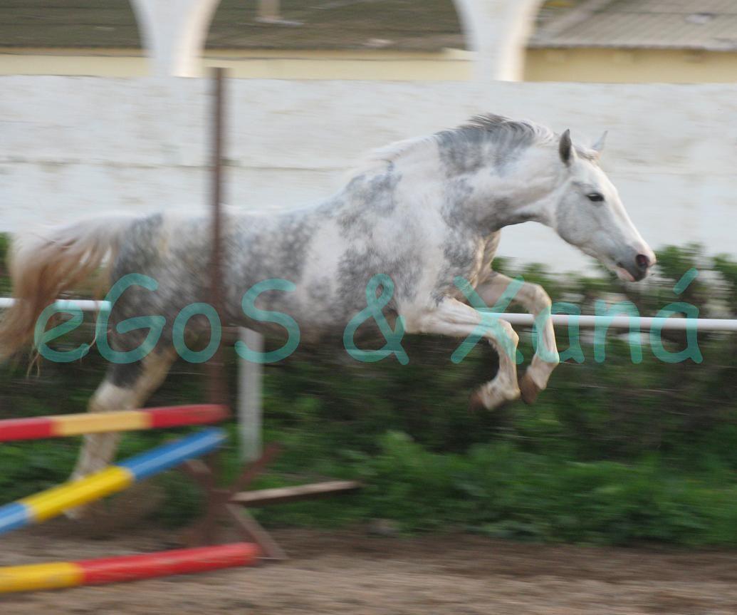 img2683aqq5-1.jpg